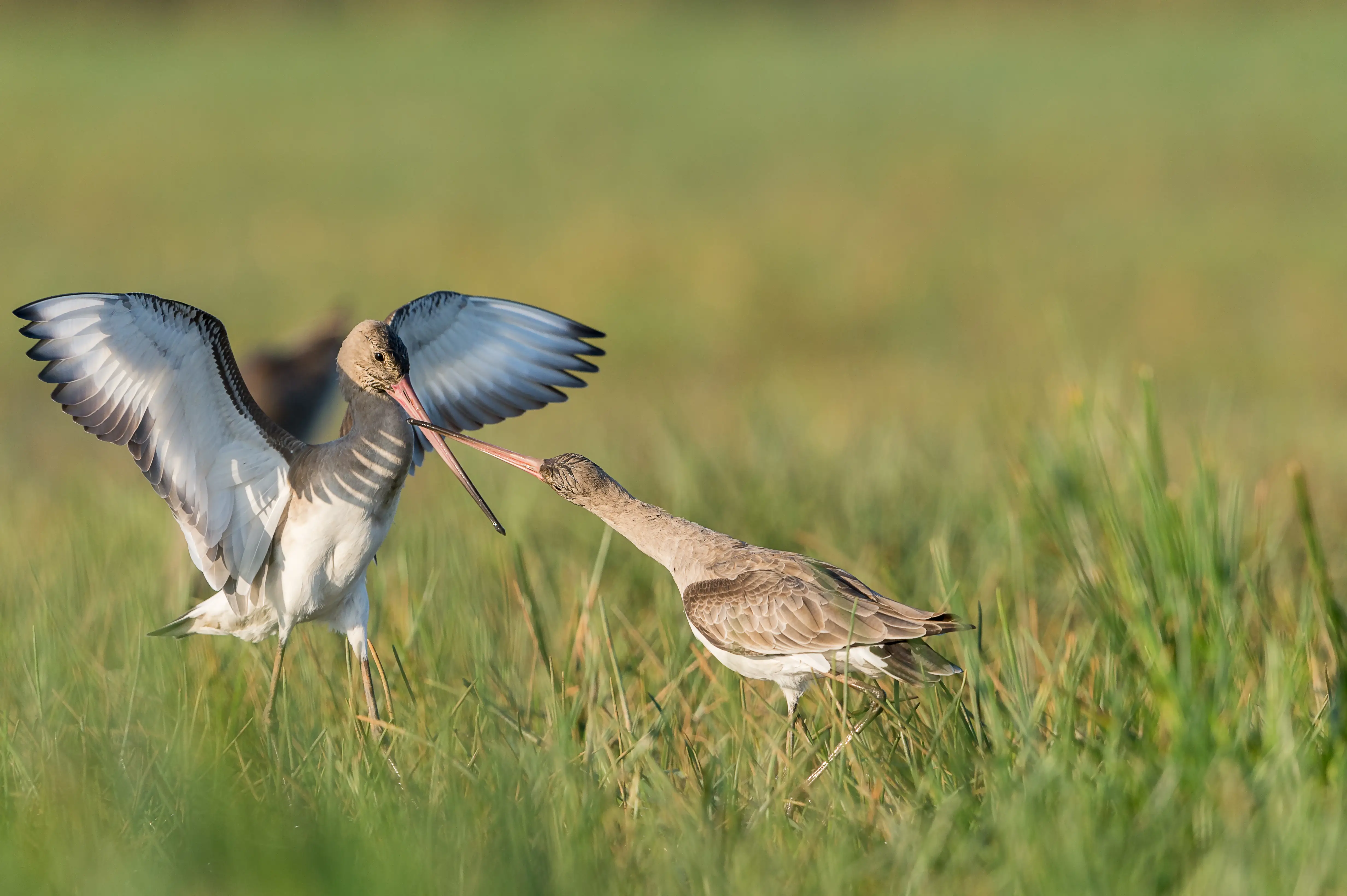 Migratory birds at Chilika Lake - Best time to visit Satpada from Puri